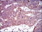 PDE1B Antibody