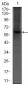 PDE1B Antibody