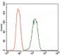 PDE1B Antibody