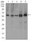 PDE1B Antibody