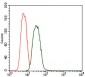 PDE1B Antibody