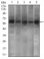 PDE1B Antibody