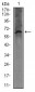 FCER1A Antibody