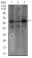 FCER1A Antibody