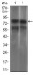 GUCY1A3 Antibody