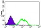 GUCY1A3 Antibody