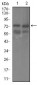 GUCY1A3 Antibody