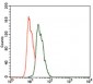 CK5 Antibody