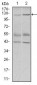 PIWIL4 Antibody