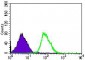 CLGN Antibody