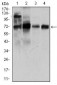 CLGN Antibody