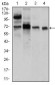 CLGN Antibody