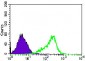 WHSC2 Antibody