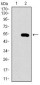 WHSC2 Antibody