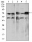 WHSC2 Antibody