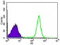 WHSC2 Antibody