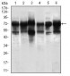 WHSC2 Antibody