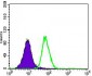 ITGB4 Antibody