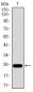 ITGB4 Antibody