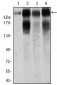 ITGB4 Antibody