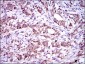 CD33 Antibody