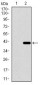 CD33 Antibody