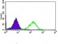 CD33 Antibody