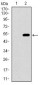 CD33 Antibody