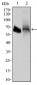 PAX3 Antibody