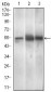 PAX3 Antibody