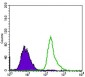 TP53BP1 Antibody