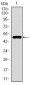 TP53BP1 Antibody