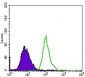 EGFR mutant Antibody