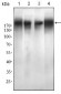 EGFR mutant Antibody