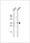 CCNH Antibody (C-term)