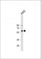 CCNB1 Antibody (C-term)