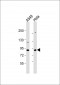 XRCC5 Antibody (Center K439)