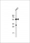 TUBA1C Antibody (C-term)