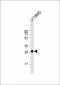 LGALS3 Antibody (C-term)