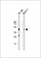 CCR10 Antibody (N-term)