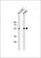 AVPR1B Antibody (C-term)