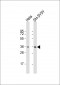 HLF Antibody (C-term)