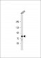 EIF4B Antibody (Center)