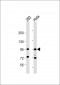 CTNNB1 Antibody(C-term)