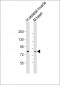 LEO1 Antibody (N-term)
