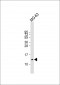 Osteocalcin Antibody (N-term)