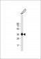 SOX2 Antibody (Center)