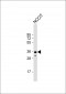 SOX2 Antibody (C265)