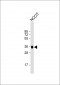 SOX2 Antibody