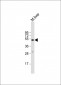 Myostatin (GDF8) Antibody (N-term)